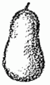 a pear
