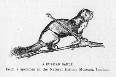 A RUSSIAN SABLE From a specimen in the Natural History Museum, London.