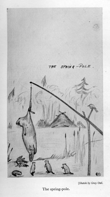 The spring-pole.  <I>Sketch by Grey Owl.</I>