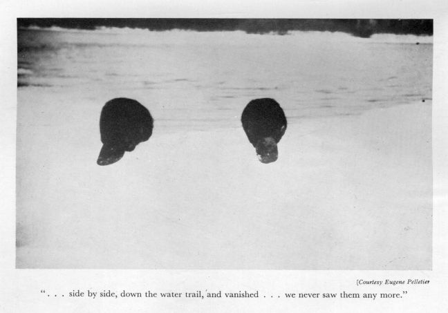 "... side by side, down the water trail, and vanished ... we never saw them any more." <I>Courtesy Eugene Pelletier.</I>