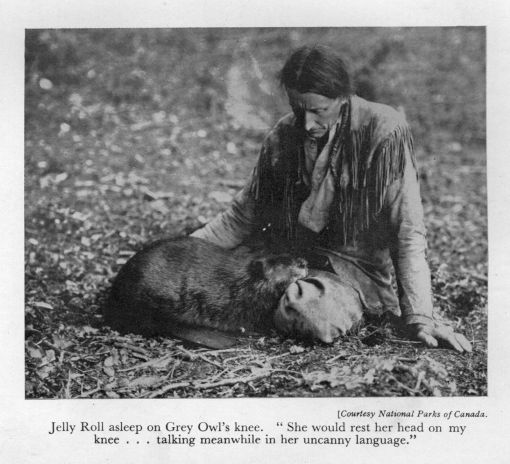 Jelly Roll asleep on Grey Owl's knee.  "She would rest her head on my knee ... talking meanwhile in her uncanny language." <I>Courtesy National Parks of Canada.</I>