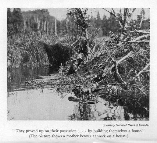 "They proved up on their possession ... by building themselves a house."  (The picture shows a mother beaver at work on a house.)  <I>Courtesy National Parks of Canada.</I>