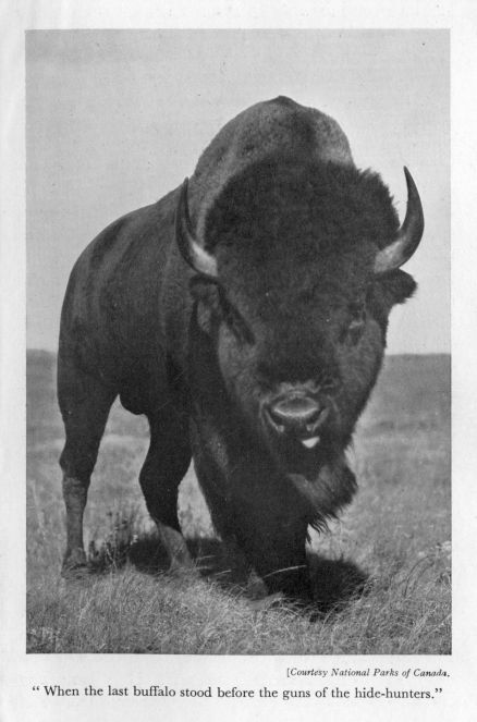 "When the last buffalo stood before the guns of the hide-hunters."  <I>Courtesy National Parks of Canada.</I>