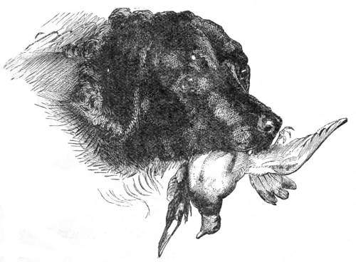 Rover with bird in his mouth.