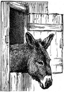 A donkey
looking out through a shutter in the stable.
