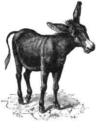 A donkey.