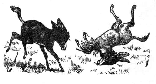 Donkeys rolling in the grass.