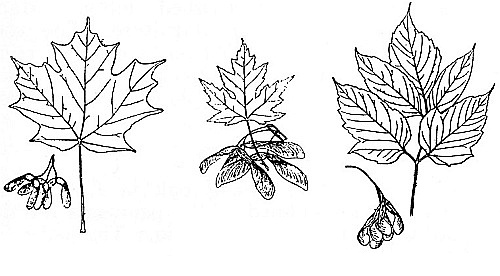 Silver maple&mdash;Sugar maple&mdash;Manitoba maple
