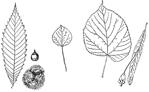 Aspen&mdash;Chestnut&mdash;Basswood