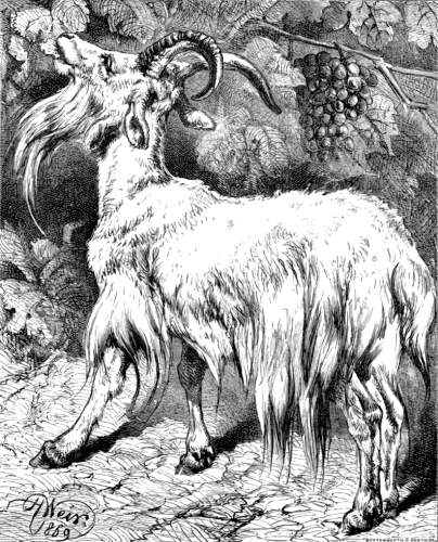 THE VINE AND THE GOAT.