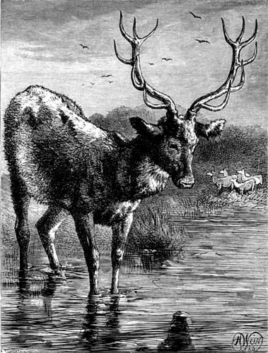 THE STAG AT THE POOL.