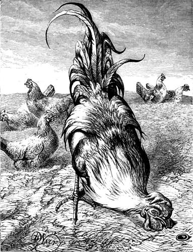 THE COCK AND THE JEWEL.