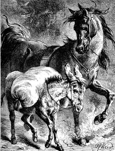 THE CHARGER AND THE ASS.