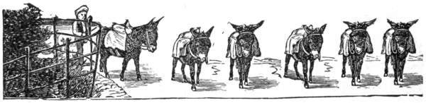 A row of heavily laden donkeys.