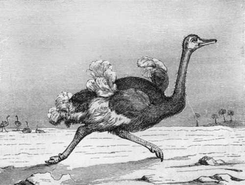 The Ostrich at full Speed.