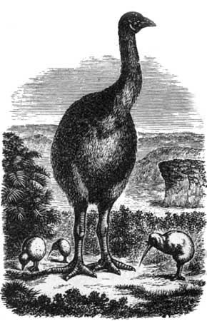 Wingless Birds of New Zealand.—The Giant Moa.