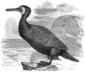 The Cormorant.