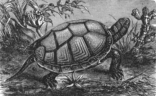 Mud-Tortoise, or Mud-Turtle.