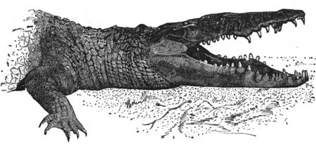 Head of Florida Crocodile, from Life.