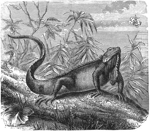 Common Iguana.