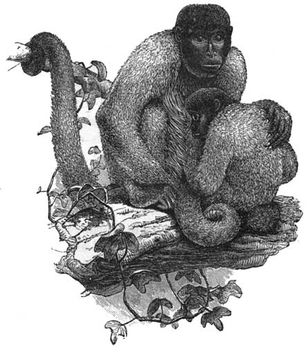 Woolly Monkey and Child.
