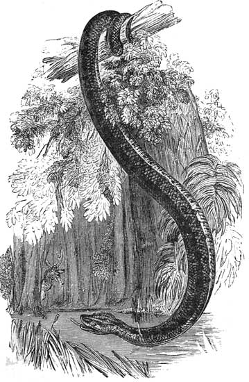 The Anaconda.