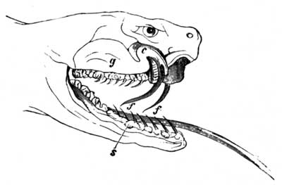 Jaw of a Rattlesnake: