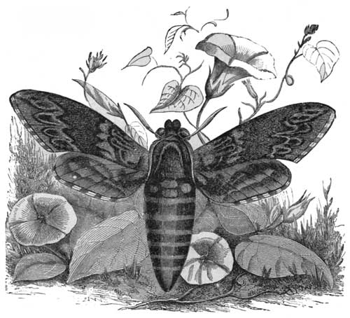 The Convolvulus Sphinx-Moth.