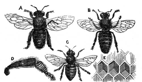 The Common Honey-Bee.