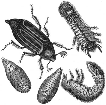 The Cockchafer and Larva.
