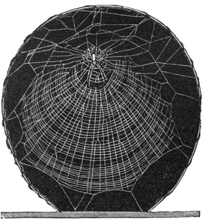 Web of the Garden-Spider.