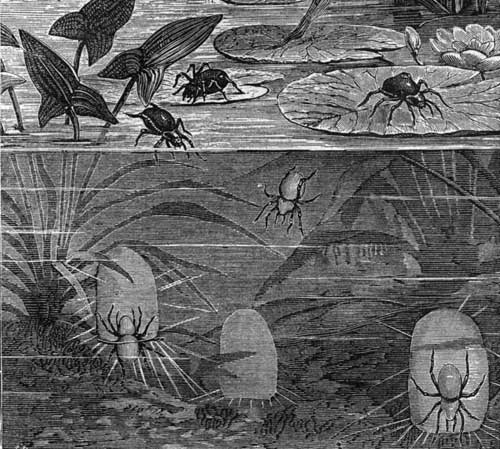 Water-Spiders.