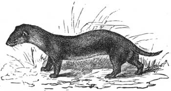 The Common European Weasel.