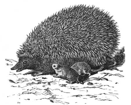 The European Hedgehog.