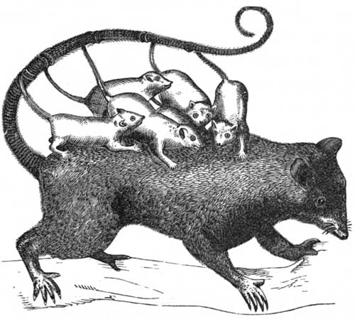 Merian's Opossum, with Young.