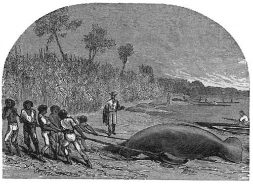 Capturing a Manatee or Sea-Cow.