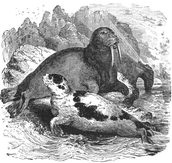 Harp-Seal and Walrus.