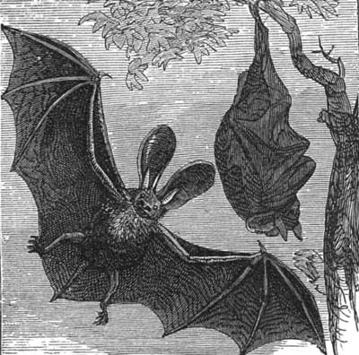 The Long-eared English Bat.