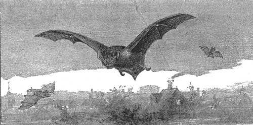 The Common Bat.