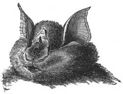 Head of Horseshoe Bat.